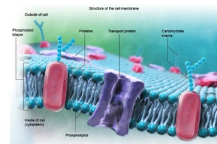 cell membrane structure
