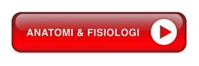 ANATOMBUTTON
